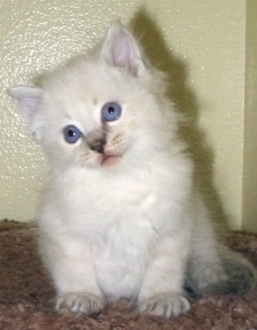 kitty